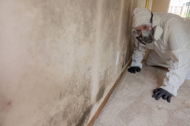 Professional Mold Removal Services in Washington Terrace, UT